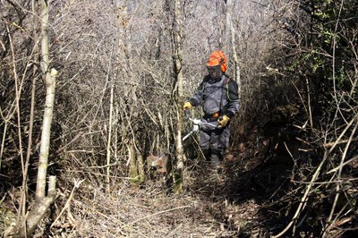 Desbrossament per recuperar el camí històric entre Alàs i Artedó (Foto: ACN)