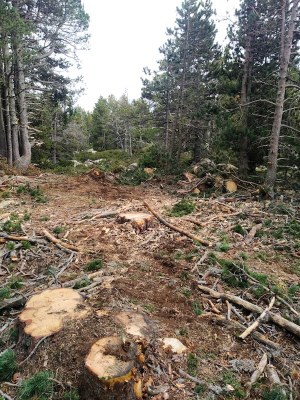Tala d'arbres en un bosc municipal de pi negre de Ger (Foto: ACN / Naturalistes de Girona)