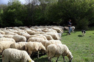 Ramat d'ovelles a València d'Àneu (Foto: ACN)