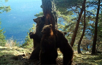 Exemplars d'ós bru al Parc Natural de l'Alt Pirineu