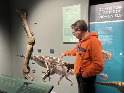 El director del Museu, Àngel Galobart, mostra la diferència entre els ossos d'un dinosaure gegant i un de nan (Foto: Marta Lluvich/ACN)