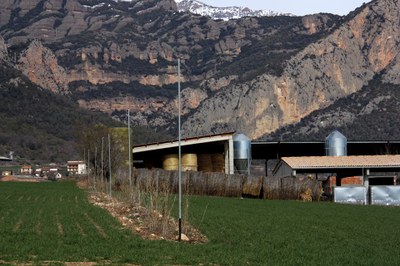 Pals en els quals s'instal·larà el nou reg per aspersió a Peramola (Foto: ACN)