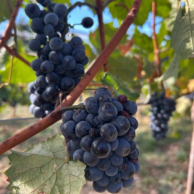 Imatge de detall del raïm de la varietat pinot noir recollit aquest setembre a Estamariu (Foto: RàdioSeu)