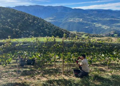 Recol·lecció del raïm a les Vinyes d'Estamariu, amb el Cadí al fons (Foto: RàdioSeu)