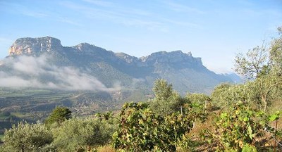 Vinyes a Organyà