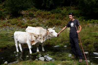 Ignasi Sinfreu, al costat de dos dels seus exemplars de vaca pallaresa (Foto: ACN)