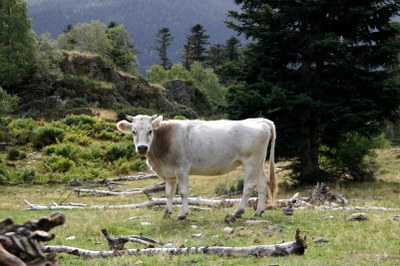Un exemplar de vaca pallaresa, en un bosc del Pallars Sobirà (Foto: ACN)