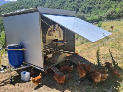 Caravana de gallines de La Bana (Foto: ACN)