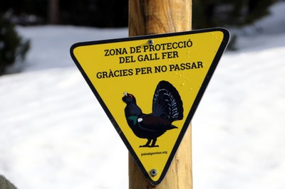 Rètol que indica zona de protecció de gall fer a l'estació d'esquí de Port Ainé (Foto: ACN)