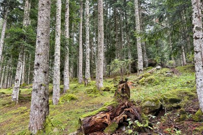 Imatge d'un dels boscos madurs del Parc Nacional d'Aigüestortes (Foto: ACN/Marta Lluvich)