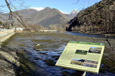 Elodea al pantà de la Torrassa (ACN/Marta Lluvich)