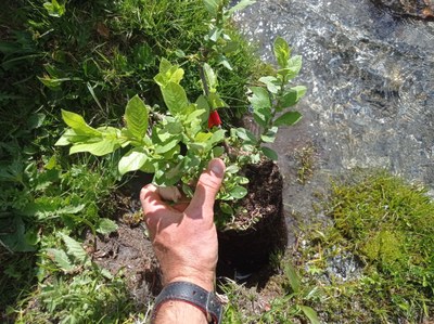 Un exemplar de 'Salix hastata' a punt per ser trasplantat (Foto: Parc Natural de l'Alt Pirineu i Aran)
