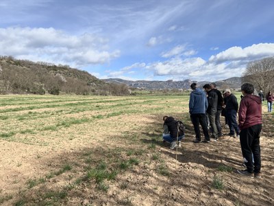 Visita de pagesos del Pallars Jussà a un tros experimental de nous cultius (Foto: ACN)