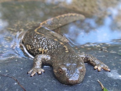 Tritó pirinenc