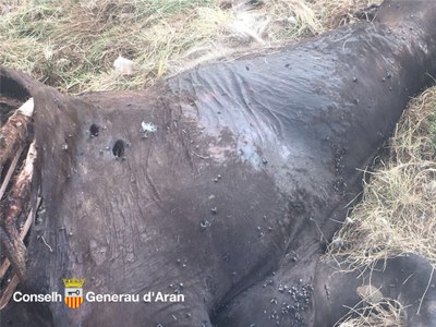 Ferides mortals causades per l'ós Goiat a una euga a Salient (Foto: Conselh Generau d'Aran)