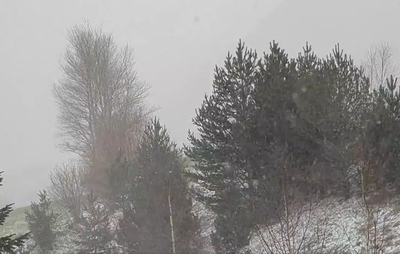 Temporal de neu i vent a la Cortinada, a Ordino (Imatge: Visual Meteo)