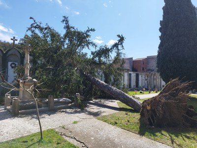 Un arbre arrencat d'arrel a causa del vent, aquest dissabte al cementiri d'Oliana (Foto: Ricard Pérez)