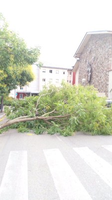 Arbre caigut al carrer Mare Janer (Foto: Ajuntament de la Seu)
