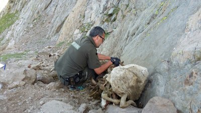 Un agent rural comprovant l'estat d'una de les ovelles mortes (Foto: Agents Rurals)