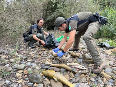 Els Agents Rurals retiren alguns dels 300 peixos morts per manca d'oxigen a tocar de la presa de Sant Antoni (Foto: ACN)