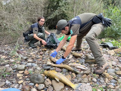 Agents rurals recollint alguns dels peixos morts localitzats a la Noguera Pallaresa, a tocar de la presa de Sant Antoni, a Talarn (Foto: ACN/Marta Lluvich)