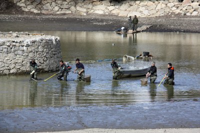 Membres dels Agents Rurals retiren espècies invasores a l'Estany de Puigcerdà (Foto: ACN)