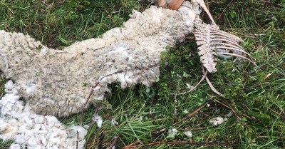 Restes d'una ovella morta per l'ós aquest novembre (Foto: Conselh Generau d'Aran/arxiu)