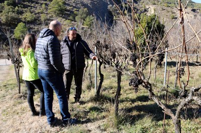 Visita guiada a les vinyes del Celler Sauvella, a Orcau (Foto: ACN)