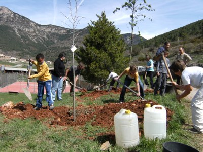 Plantada d'arbres Cadí-Moixeró