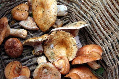Rovellons (E. Escolà)