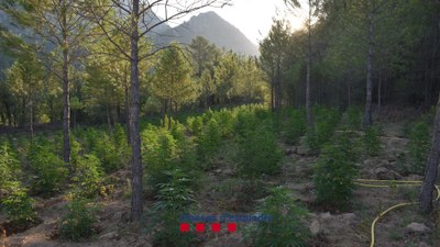 Macroplantació de marihuana desmantellada al municipi de Coll de Nargó, aquest mes d'agost (Foto: Mossos d'Esquadra)