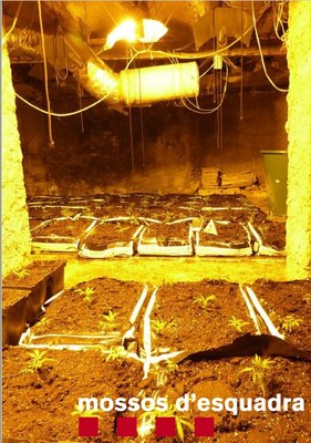 Pla general de la plantació de marihuana localitzada pels Mossos d'Esquadra en el soterrani d'una casa d'Isona i Conca Dellà (Foto: Mossos d'Esquadra)