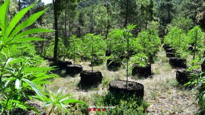 Plantació de marihuana a Coll de Nargó (Foto: Mossos d'Esquadra)