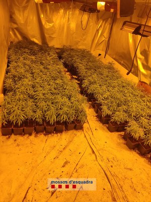 Part del cultiu de marihuana que s'ha trobat en la casa de Gerri de la Sal, al Pallars Sobirà (Foto: Mossos d'Esquadra)