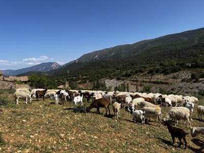 Ramat d'ovelles al Pallars Jussà (Foto: ACN)