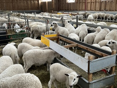 Un ramat d'ovelles en una granja del Pallars Jussà (Foto: ACN)