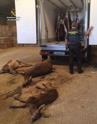Intervenció del Seprona per una batura irregular a Peramola