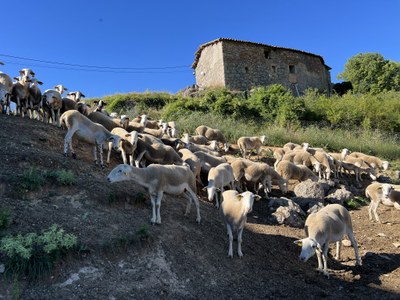 Un ramat d'ovelles a la serra de Boumort, una de les zones afectades per la presència del llop (Foto: ACN / arxiu)