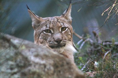 Linx boreal (Foto: ADLO/ACN)