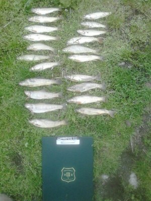 Pesca furtiva