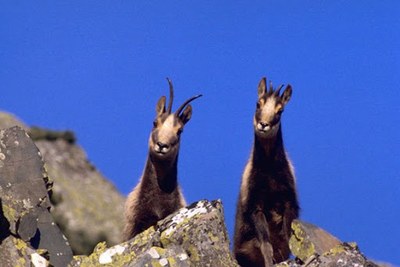 Isards (Foto d'arxiu/Generalitat de Catalunya)