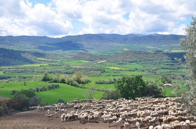 Ramat d'ovelles pasturant (Foto d'arxiu/ACN)
