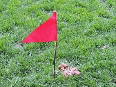 Tifa de gos - Bandera vermella