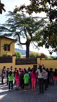 Visites escolars a arbres singulars de la Seu 