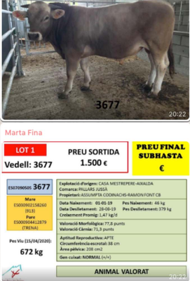 Un dels vedells venuts a la subhasta (Foto: FEBRUPI)