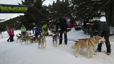 Campionat de Catalunya de Múixing a Lles de Cerdanya (Foto: Viviane Erbeja)