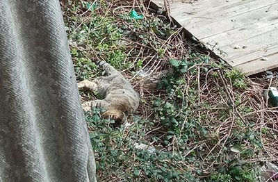 Imatge difosa per FAADA sobre el presumpte abandonament d'una colònia de gats a la Seu d'Urgell