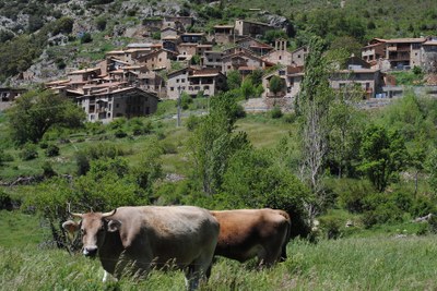 Cornellana (Foto: Joan Oliva)