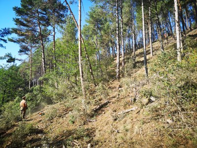 Actuacions d'aclarida a la finca municipal de les Moreres (Foto: Ajuntament de la Seu d'Urgell)