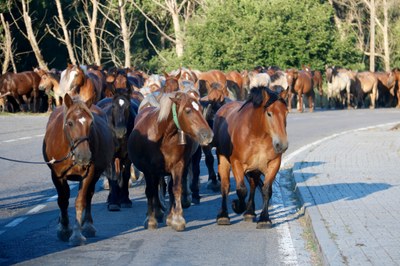 Un ramat de cavalls a la carretera d'Alins, al Pallars Sobirà (Foto: ACN/Marta Lluvich)